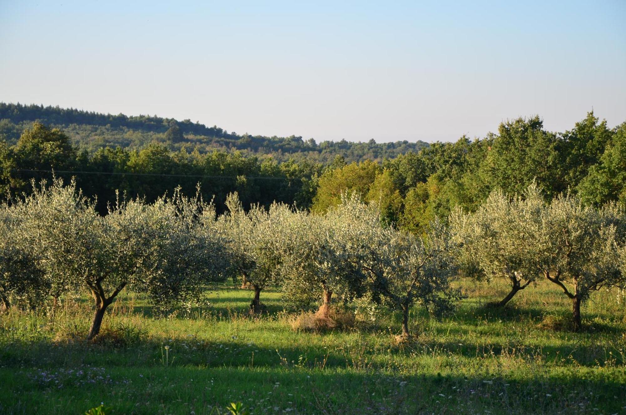Villa Leopoldo By Istrian Country Houses Barat  Extérieur photo