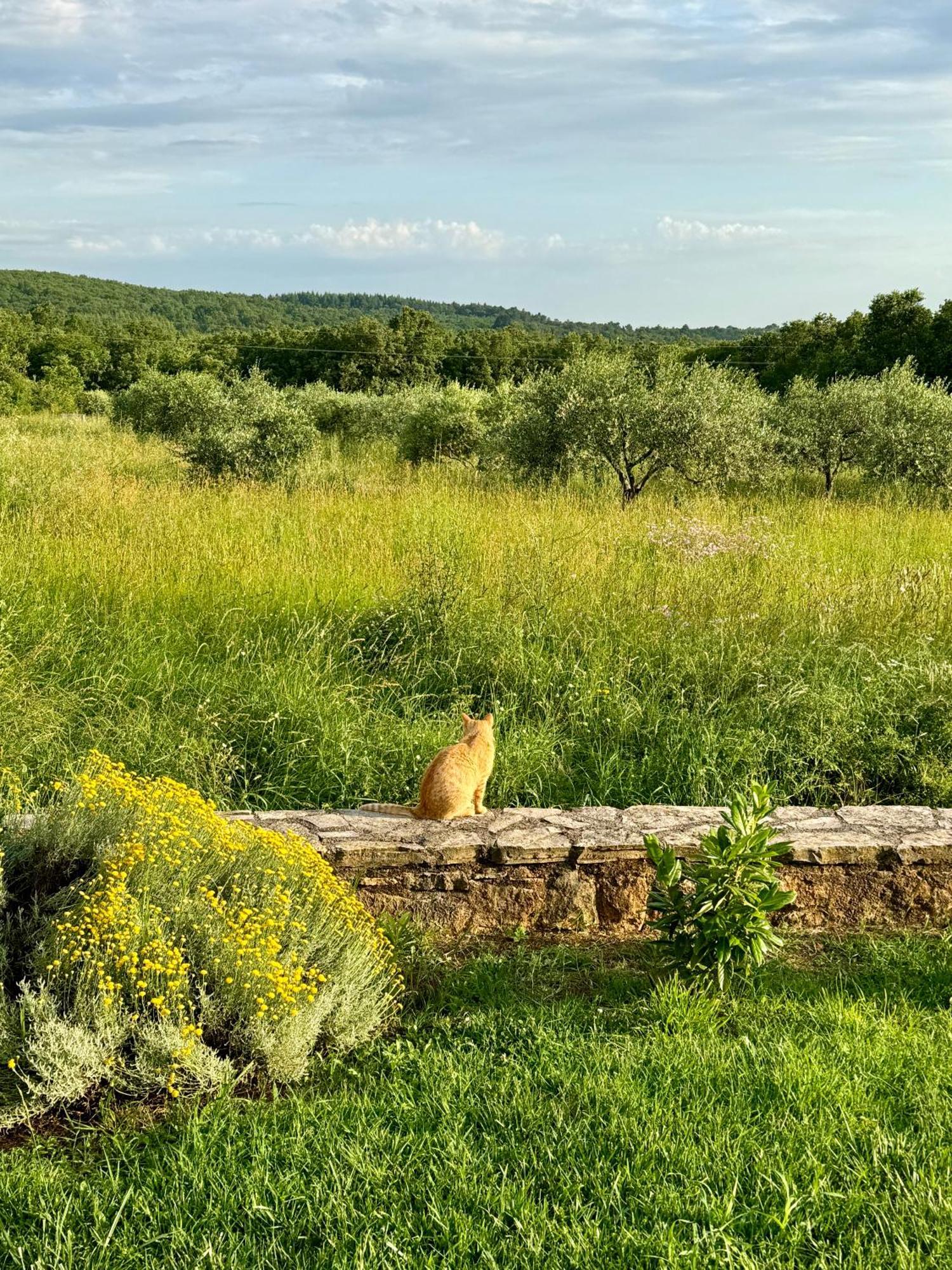 Villa Leopoldo By Istrian Country Houses Barat  Extérieur photo